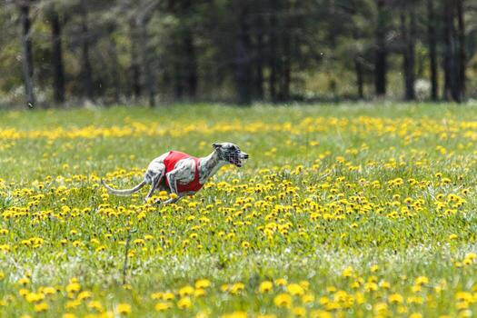 Whippet sprinter running in red jacket on coursing field at competition in summer photo