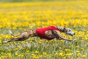 Whippet sprinter running in red jacket on coursing field at competition in summer photo
