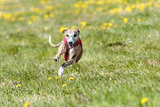 Whippet sprinter running in red jacket on coursing field at competition in summer photo
