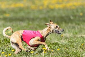 Whippet sprinter running in red jacket on coursing field at competition in summer photo