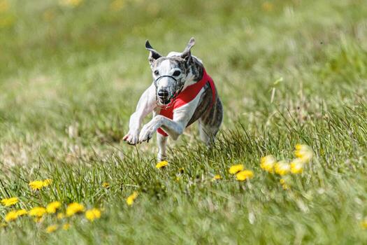 Whippet sprinter running in red jacket on coursing field at competition in summer photo