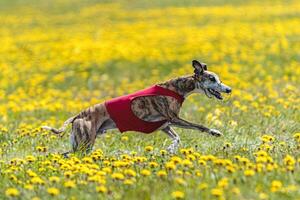 Whippet sprinter running in red jacket on coursing field at competition in summer photo