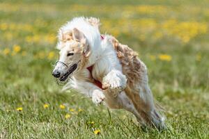 Borzoi dog in red shirt running and chasing lure in the field in summer photo