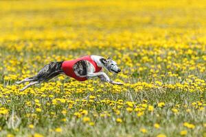 Whippet sprinter running in red jacket on coursing field at competition in summer photo