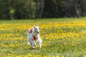 Borzoi dog in red shirt running and chasing lure in the field in summer photo