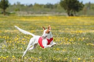Podenco dog in red shirt running and chasing lure in the field in summer photo