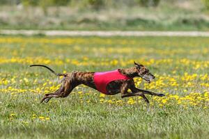Greyhound dog in red shirt running and chasing lure in the field in summer photo