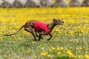 Greyhound dog in red shirt running and chasing lure in the field in summer photo