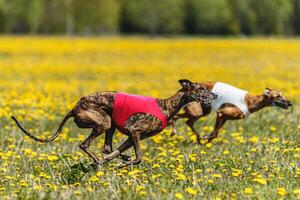 Greyhound dogs in red and white shirts running and chasing lure in the field in summer photo