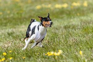 Basenji dog running in white jacket on coursing field at competition in summer photo