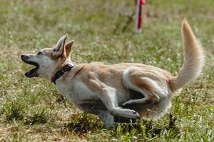 Dog flying moment of running across the field on lure coursing competition photo