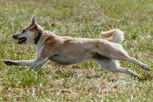 Dog flying moment of running across the field on lure coursing competition photo