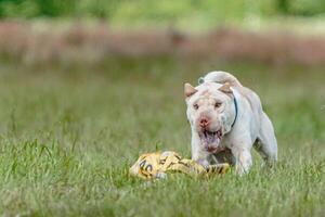 Shar Pei dog running in the field on lure coursing competition with sunny weather photo