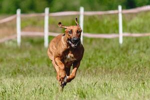 Dog flying moment of running across the field on lure coursing competition photo