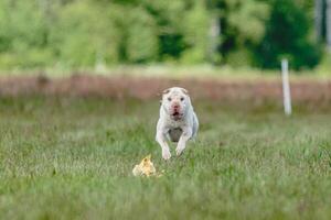 Shar Pei dog running in the field on lure coursing competition with sunny weather photo