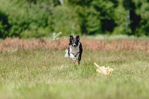 Dog running in green field and chasing lure at full speed on coursing competition photo