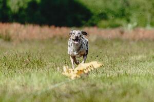 Catahoula leopard dog running fast and chasing lure across green field at dog racing competion photo