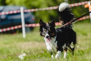 Dog running in green field and chasing lure at full speed on coursing competition photo