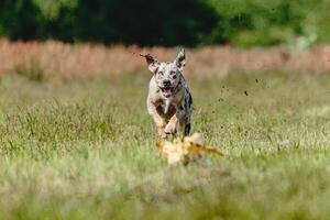Catahoula leopard dog running fast and chasing lure across green field at dog racing competion photo