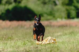 Dobermann dog running fast and chasing lure across green field at dog racing competion photo