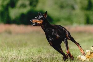 Dobermann dog running fast and chasing lure across green field at dog racing competion photo