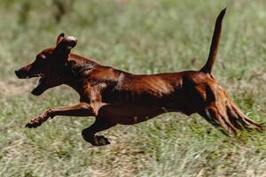 Pinscher dog flying moment of running across the field on lure coursing competition photo