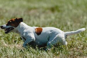 Dog running in green field and chasing lure at full speed on coursing competition photo