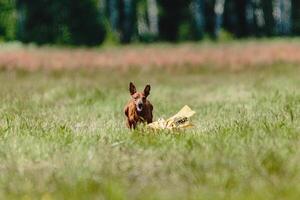 Pinscher dog flying moment of running across the field on lure coursing competition photo