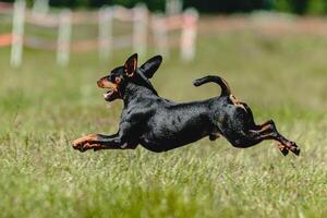 Pinscher dog flying moment of running across the field on lure coursing competition photo