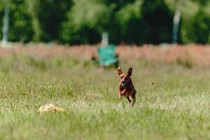 Pinscher dog flying moment of running across the field on lure coursing competition photo