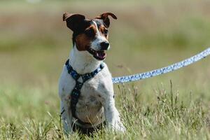 Dog in green field before the start on coursing competition photo