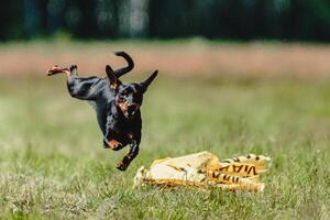 Pinscher dog flying moment of running across the field on lure coursing competition photo