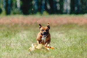 Staffordshire bull terrier running fast and chasing lure across green field at dog racing competion photo