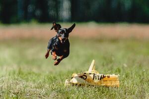 Pinscher dog flying moment of running across the field on lure coursing competition photo
