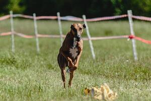 Azawakh dog lifted off the ground during the dog racing competition running straight into camera photo