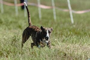 Whippet dog lifted off the ground during the dog racing competition running straight into camera photo