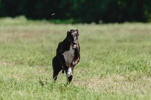 Greyhound dog lifted off the ground during the dog racing competition running straight into camera photo
