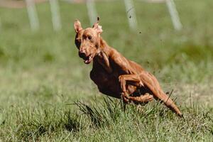Cirneco dell etna dog running fast and chasing lure across green field at dog racing competion photo