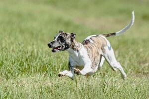 Whippet dog lifted off the ground during the dog racing competition running straight into camera photo