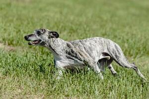 Whippet dog lifted off the ground during the dog racing competition running straight into camera photo