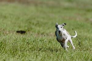 Whippet dog lifted off the ground during the dog racing competition running straight into camera photo