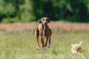 Azawakh dog lifted off the ground during the dog racing competition running straight into camera photo