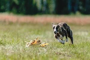 Whippet dog lifted off the ground during the dog racing competition running straight into camera photo