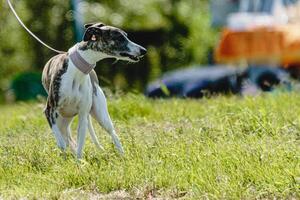 Whippet dog at dog racing competition before the start photo