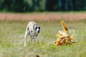 Whippet dog lifted off the ground during the dog racing competition running straight into camera photo