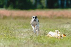 Whippet dog lifted off the ground during the dog racing competition running straight into camera photo