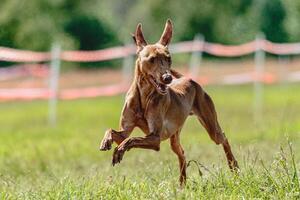 Cirneco dell etna dog running fast and chasing lure across green field at dog racing competion photo