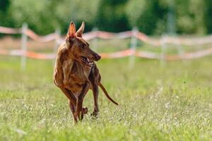 Cirneco dell etna dog running fast and chasing lure across green field at dog racing competion photo