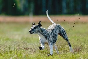 Whippet dog lifted off the ground during the dog racing competition running straight into camera photo