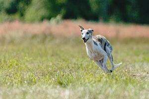 Whippet dog lifted off the ground during the dog racing competition running straight into camera photo